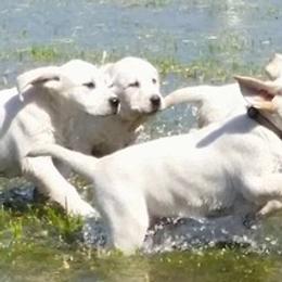Labrador Retrievers from Kim's Labrador Retrievers