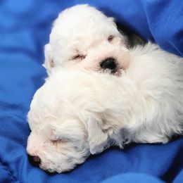 Bichon Frise Puppies from Anna's Bichon Frise