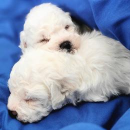 Bichon Frise Puppies from Anna's Bichon Frise