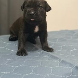 Turquoise Collar - Black brindle male Cane Corso puppy in Sullivan, Missouri from Midwest Cane Corso in Action