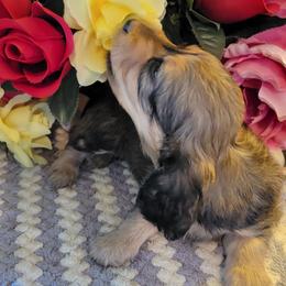 Dachshund Puppies from CLARK'S BREEDING PROGRAM