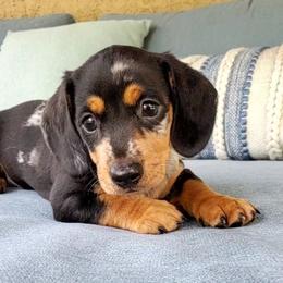 Duke - Black and tan male Dachshund puppy in Aiken, South Carolina from Ming's Mongols