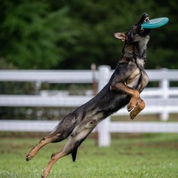 German Shepherds from von Vielfalt