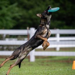 German Shepherds from von Vielfalt