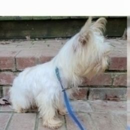 Milo - Yorkshire Terrier