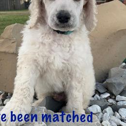 Baby blue Cream/White - Cream Poodle puppy in Broken Arrow, Oklahoma from Raising Royal Standards