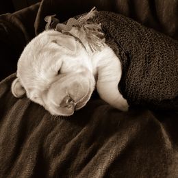 Labrador Retriever Puppies from Silver Birch Labrador Retrievers