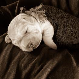 Labrador Retriever Puppies from Silver Birch Labrador Retrievers