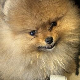 Keeshond and Pomeranian Puppies from Mary Schooner
