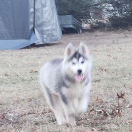 Siberian Husky Puppies from Spirit of the Moon Siberians