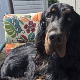 Soncerae - Gordon Setter