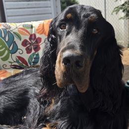 Soncerae - Gordon Setter