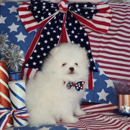 Kirby - White male Pomeranian puppy in Cornville, Arizona from Glacial Pomeranians