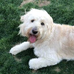 Goldendoodles from Remington Doodles