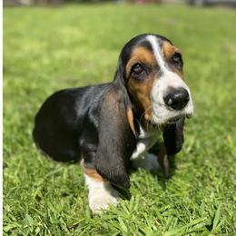 Basset Hounds from American Hounds