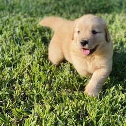 Golden Retriever Puppies from All shades Golden