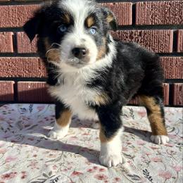 Zenyatta - Black tri female Miniature Australian Shepherd puppy in Beaver, Utah from Renegade Point Stock Dogs