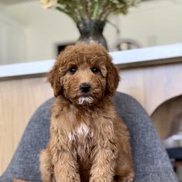 Liberty - Red  female Goldendoodle puppy in St George, Utah from Doodle Bears of Southern Utah