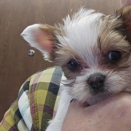 Extreme white - Parti male Yorkshire Terrier puppy in Ohio from Britt n Cindys Yorkshire Terriers