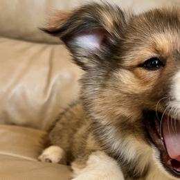 American Corgis and Pembroke Welsh Corgis from Corgi Craze Breeding & Therapeutic Services