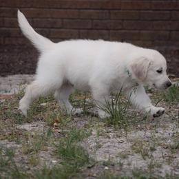 Golden Retriever Puppies from Wise-Taylor Goldens