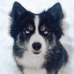 Tally - Pomsky