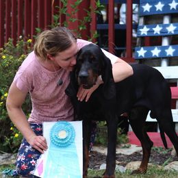 Black and Tan Coonhounds and Pointers from Oldtown Hounds & Pointers