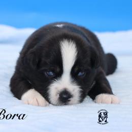 Bora - Black tri male Miniature Australian Shepherd puppy in Weeki Wachee, Florida from Arlington's Mini Aussies