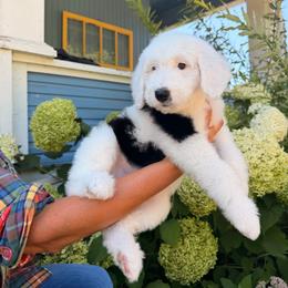 Cowgirl - Black and white female Sheepadoodle puppy in Vernonia, Oregon from Life Unleashed Farm