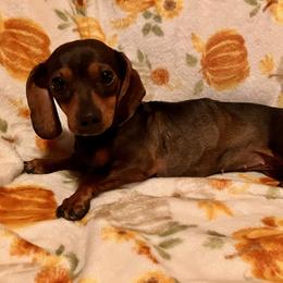 Mabel - Dachshund