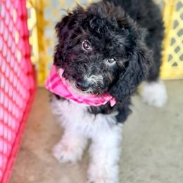 Flora - Black and white female Aussiedoodle puppy in Eastman, Georgia from Dood B Ranch
