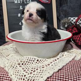3 white collar girl - Black and tan female Pembroke Welsh Corgi puppy in Harrisburg, Illinois from Parish Corgis
