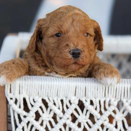 Rory - Red female Bernedoodle puppy in Longview, Texas from Furry Tail Doodles