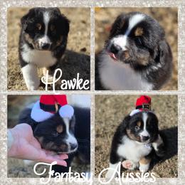 Hawke - Black tri-color male Australian Shepherd puppy in Anna, Texas from Fantasy Pomeranians & Fantasy Aussies