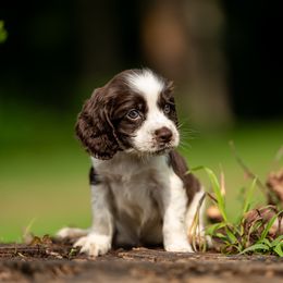 Boy 2 - Liver and white male English Springer Spaniel puppy in Mooresville, North Carolina from Third Creek Springers