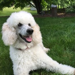 Poodles from Just Poodles
