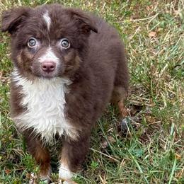 Brownie - Red tri-color female Miniature American Shepherd puppy in Leitchfield, Kentucky from Legendmaker MAS