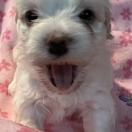 Girl 2 - Cream Havanese puppy in Calabash, North Carolina from Lancaster's of Gold Canyon Havanese