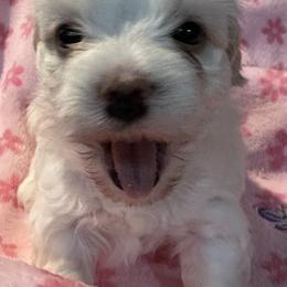 Girl 2 - Cream Havanese puppy in Calabash, North Carolina from Lancaster's of Gold Canyon Havanese