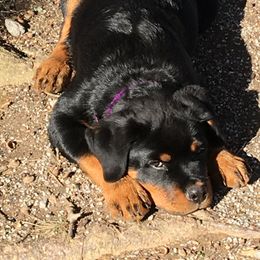 Rottweiler All Grown Up from Sweetgum Farm