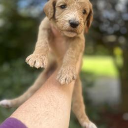 Boy 2 - Red  Goldendoodle puppy in Bluefield, Virginia from Love on a Leash