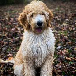 Double Doodle and Goldendoodle All Grown Up from Patterson Doodles
