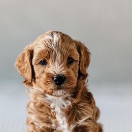 Goldendoodles from Cali Style Doodles