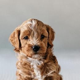 Goldendoodles from Cali Style Doodles
