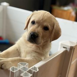 Eagle- light green collar - Yellow male Labrador Retriever puppy in Isanti, Minnesota from Four Corners Family Labs