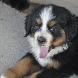 Bernese Mountain Dog, Golden Mountain Dog, and Golden Retriever Puppies from Grateful Bernese