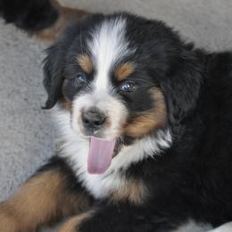 Bernese Mountain Dog, Golden Mountain Dog, and Golden Retriever Puppies from Grateful Bernese