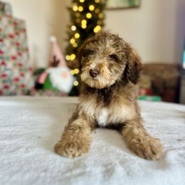 Greavard - Phantom male Goldendoodle puppy in Twin Falls, Idaho from Burrow & Bone