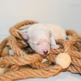 Clover - White female Maltipoo puppy in Rainbow City, Alabama from Southland Farm Kennels