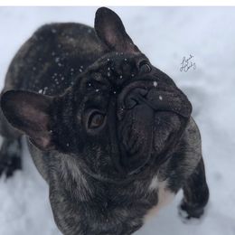 Carlos - French Bulldog